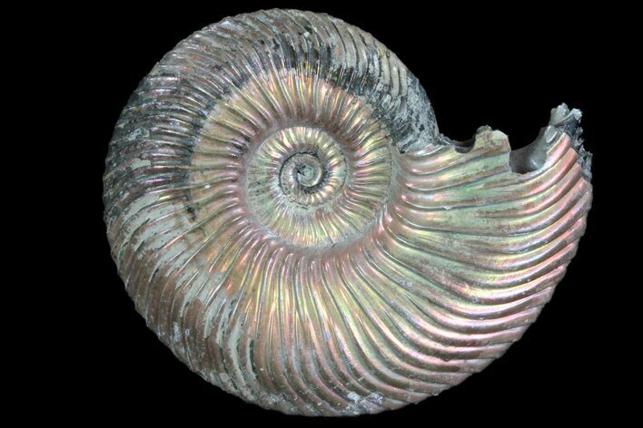 Iridescent Ammonite (Quenstedticeras) Fossil With Pyrite #78497